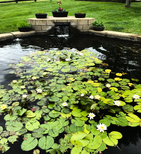 a recently installed pond